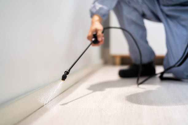 Wasp Removal Services in Rush City, MN