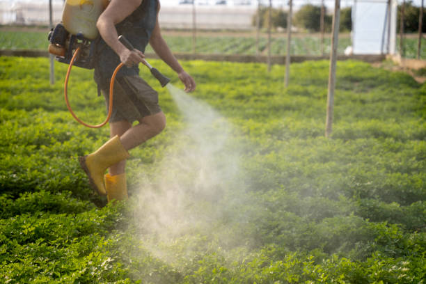Reliable Rush City, MN Pest Control Solutions