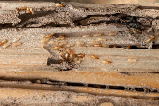 Best Bed Bug Extermination  in Rush City, MN